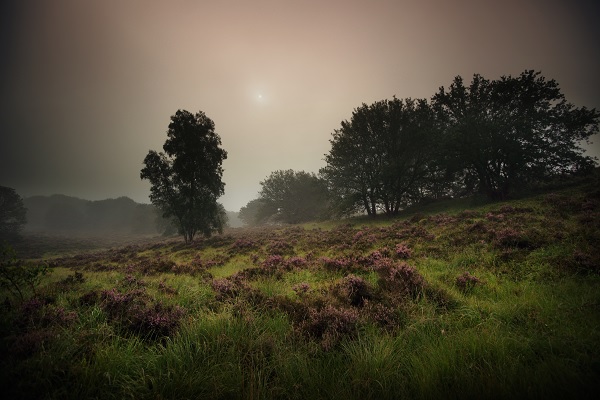Ochtendgloren door de mist in het Nationaal park de Meinweg