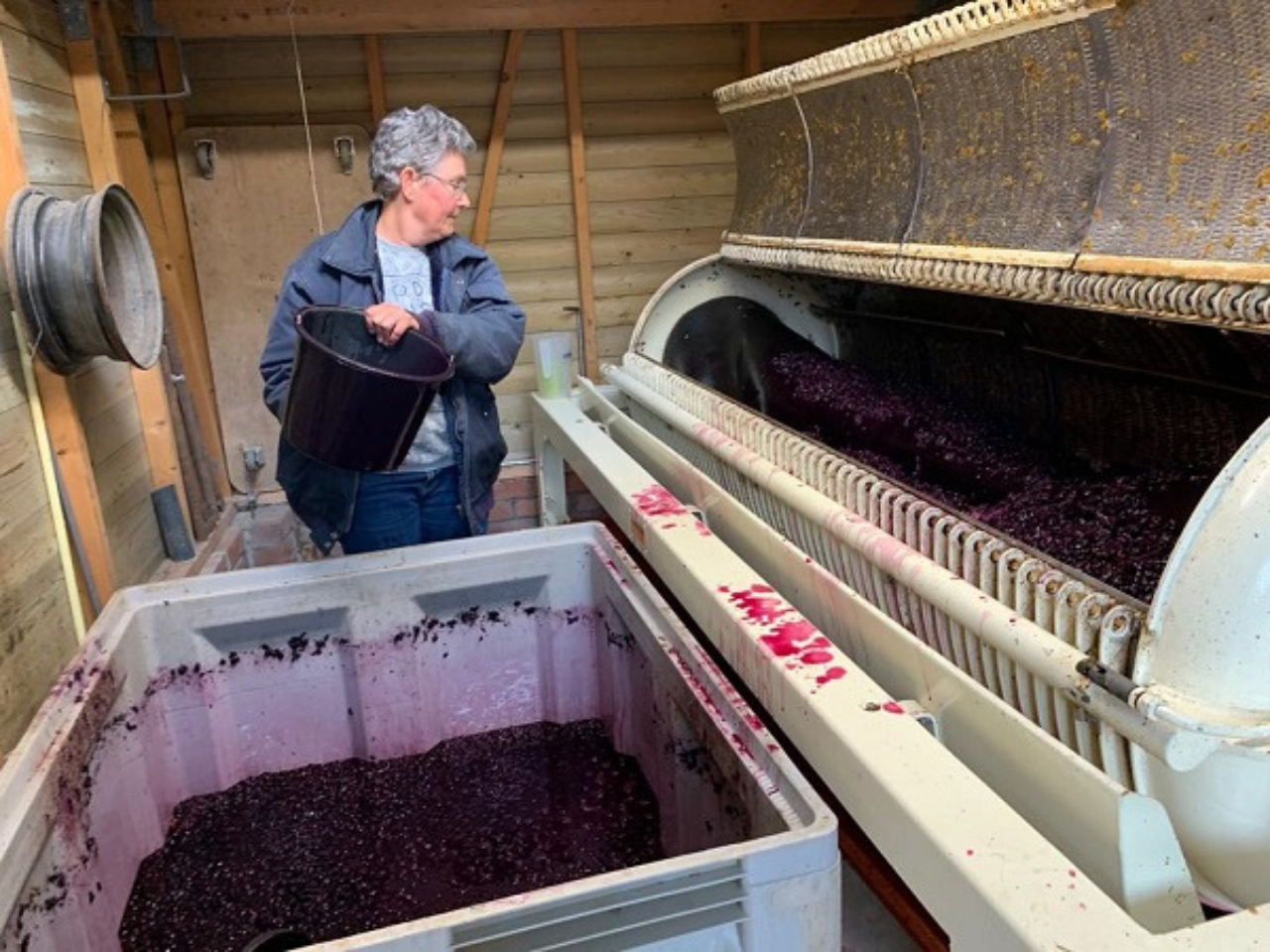 Wijngaard de Deelgaarderberg