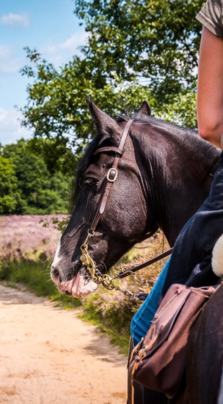 Ruiter te paard op een zandpad door de Limburgse natuur, met uitzicht op bloeiende heide en omringd door bomen.