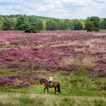 Ruiter te paard rijdt langs een uitgestrekt paars heidelandschap met bosrand op de achtergrond in Midden-Limburg.