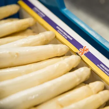 Verse witte asperges liggen klaar voor verkoop, als streekproduct van Limburgse bodem